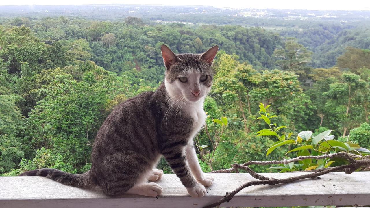 Dave Parker Eco Lodge Hotel アピア エクステリア 写真